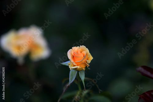 Yellow tea rose flower blossoms on the bush in the Garden, macro, blurred green background 