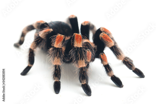 Mexican Red-Knee Tarantula (Brachypelma hamorii) isolated on white background
 photo