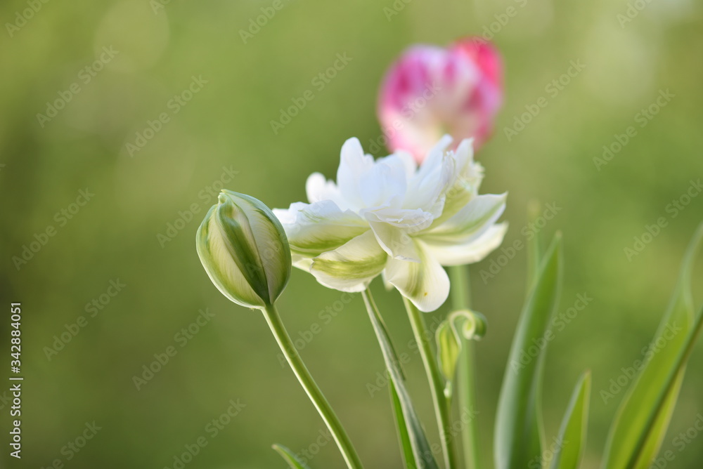 Fototapeta premium white and yellow tulip
