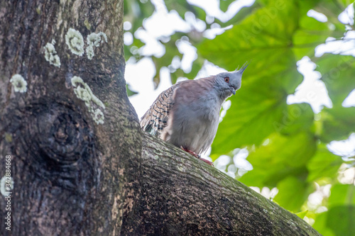 The crested pigeon (Ocyphaps lophotes)sometimes referred to as a topknot pigeon is one of the two only Australian pigeon species, found at Hong Kong Park. photo