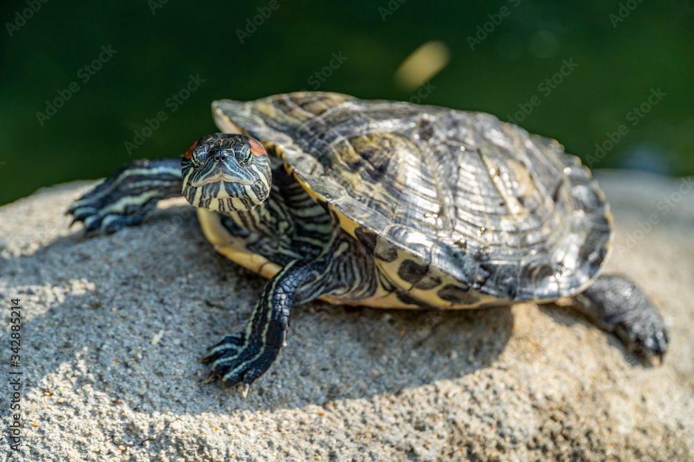 Water Turtle resting on the rcok at Hong Kong Park Water Turtle resting on the rcok at Hong Kong Park
