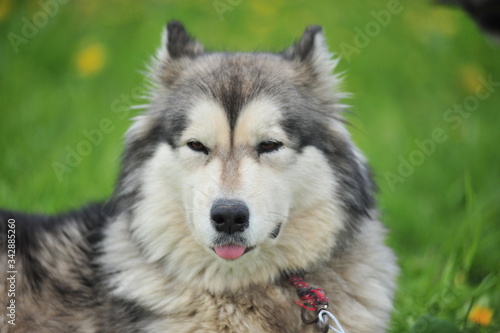 beautiful husky sticking his tongue photo