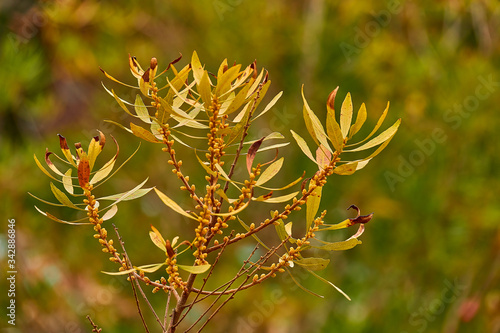 Tela Myrica gale is species of flowering plant in genus Myrica, native to northern and Europe and parts of northern North America