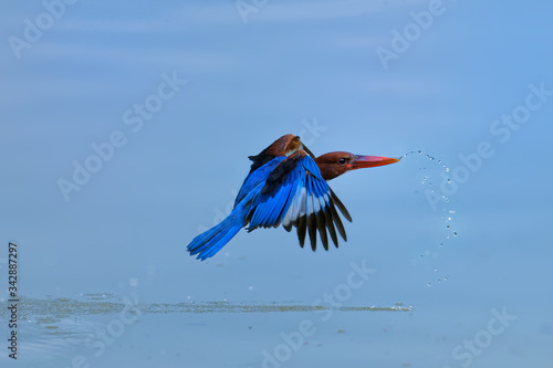 Fotografia, Obraz White-throated Kingfisher Halcyon smyrnensis flying above the blue water, known