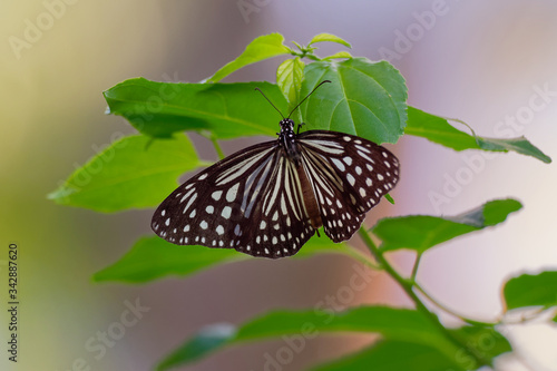 Dark Glassy Tiger - Parantica agleoides asian butterfly found in India that belongs to the crows and tigers, that is, the danaid group of the brush-footed butterflies family photo