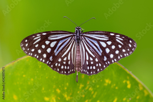 Dark Glassy Tiger - Parantica agleoides asian butterfly found in India that belongs to the crows and tigers, that is, the danaid group of the brush-footed butterflies family
