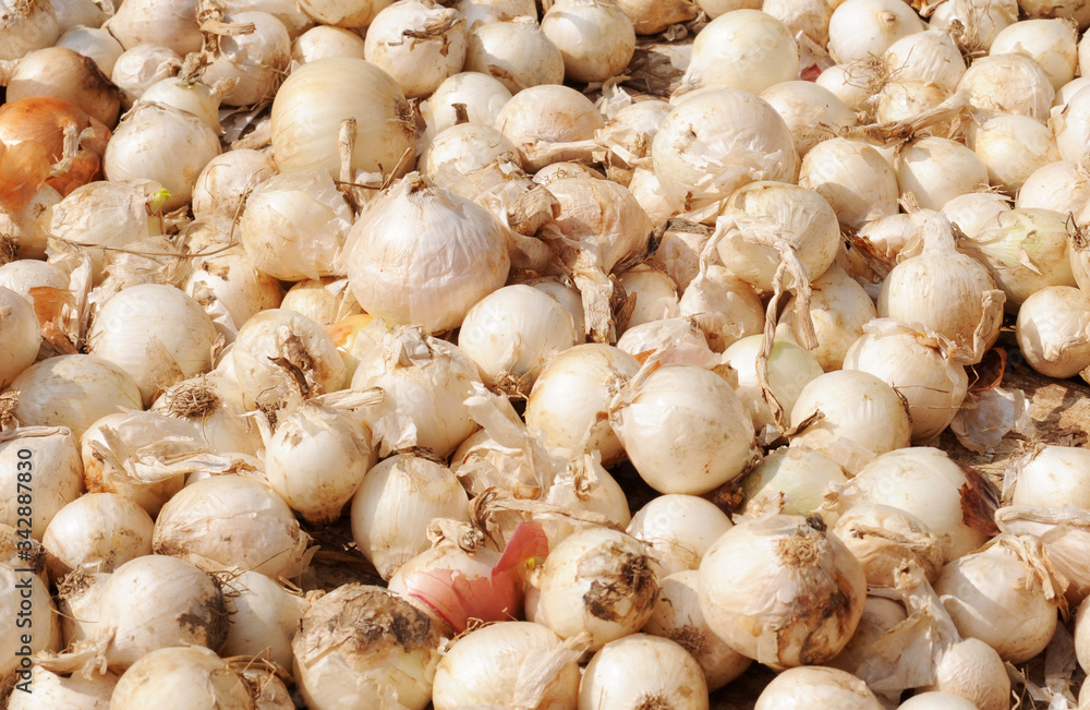 Load of organic white onions (allium cepa) in different sizes freshly harvested Load of organic white onions (allium cepa) in different sizes freshly harvested