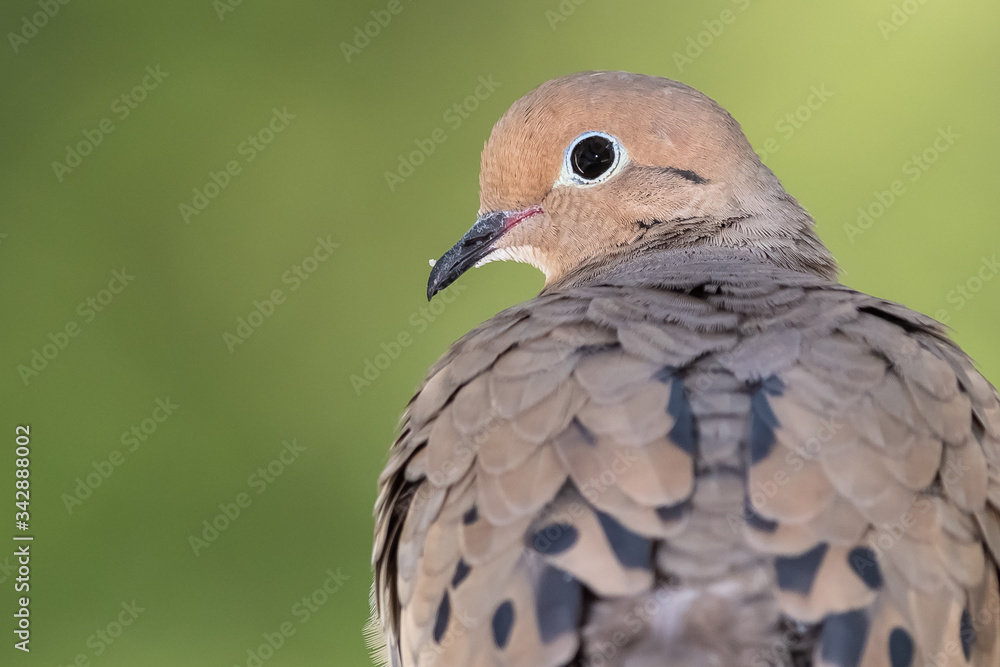 Close Profile of a Mourning Dove While Perched on a Branch Close Profile of a Mourning Dove While Perched on a Branch
