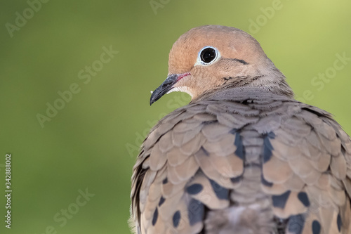 Close Profile of a Mourning Dove While Perched on a Branch © rck