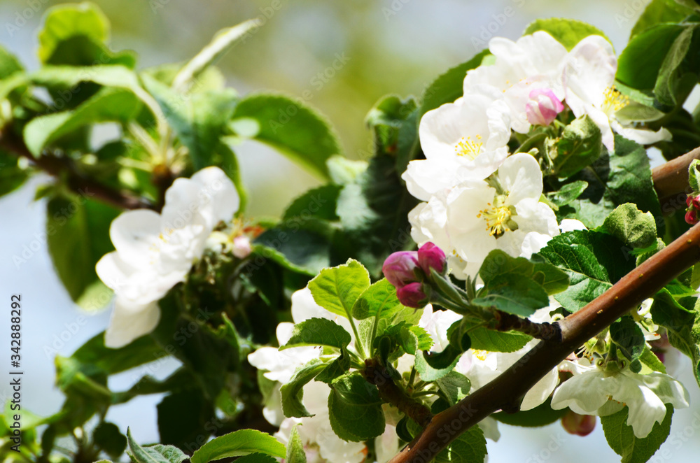 Spring white blossom branch , photo Spring white blossom branch , photo