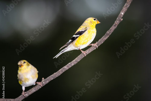 Pair of American Goldfinch Perched in a Tree