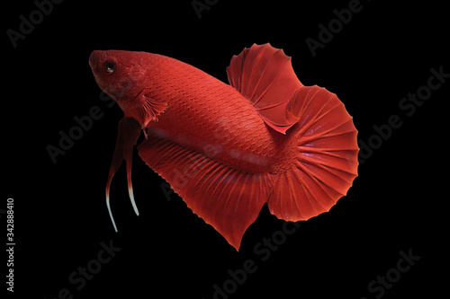 betta fish super red PK