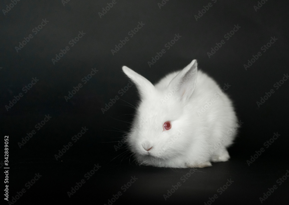 Beautiful white baby rabbit on black background Beautiful white baby rabbit on black background