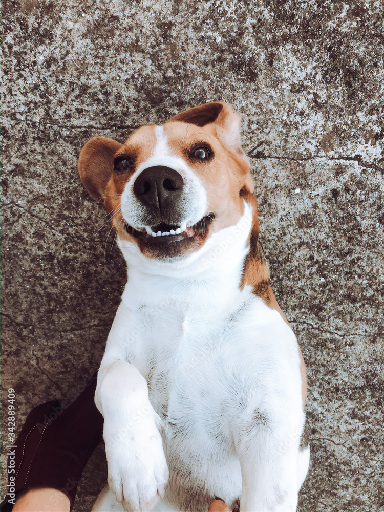 Dog beagle smile fun