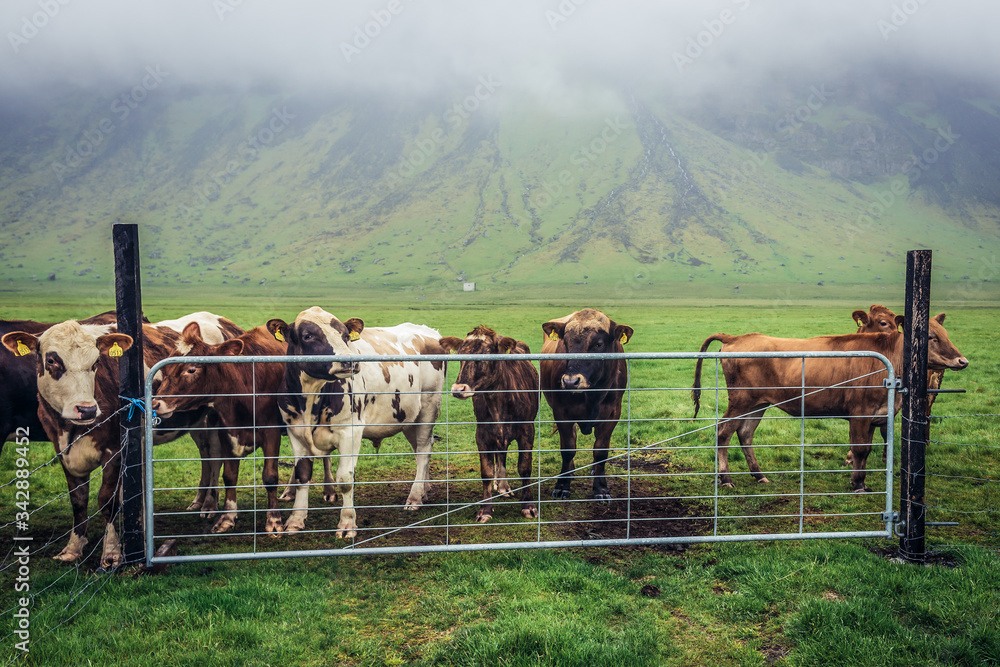 Herd of cows on a grazing land in southern part of Iceland - obrazy, fototapety, plakaty 