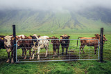 Herd of cows on a grazing land in southern part of Iceland