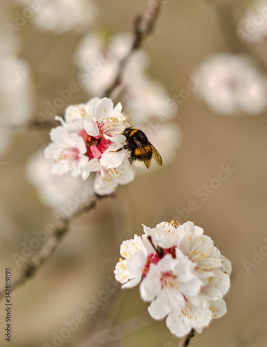 Bumblebee on a flowering apricot tree. Flowers on a blurred background.
