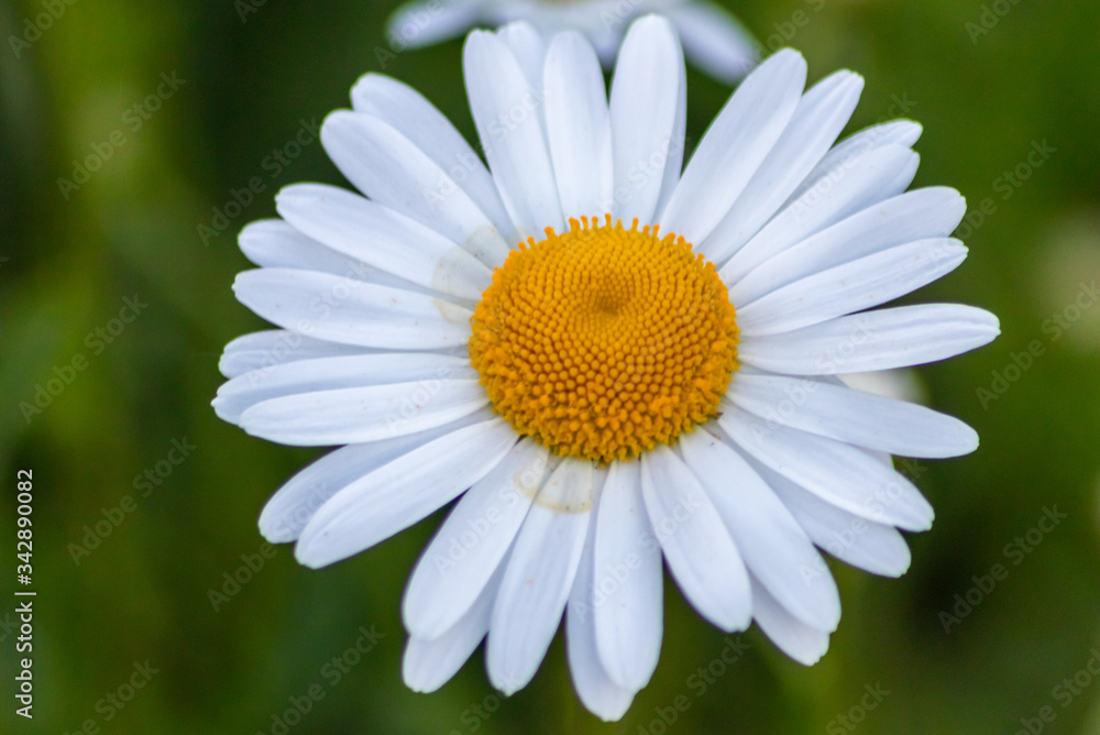 Margeriten (Leucanthemum) auf bunter Frühlingswiese mit schönen weißen Blütenblättern und gelben Stempeln locken Insekten wie Bienen als Bienenweide zur Bestäubung und Honigproduktion im Frühling an