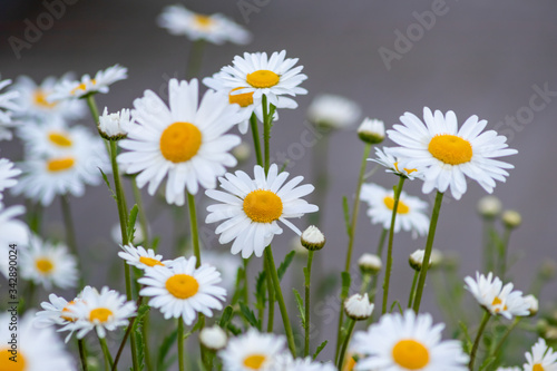 Margeriten (Leucanthemum) auf bunter Frühlingswiese mit schönen weißen Blütenblättern und gelben Stempeln locken Insekten wie Bienen als Bienenweide zur Bestäubung und Honigproduktion im Frühling an