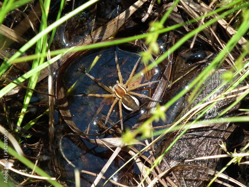 Geanderte Wasserspinne