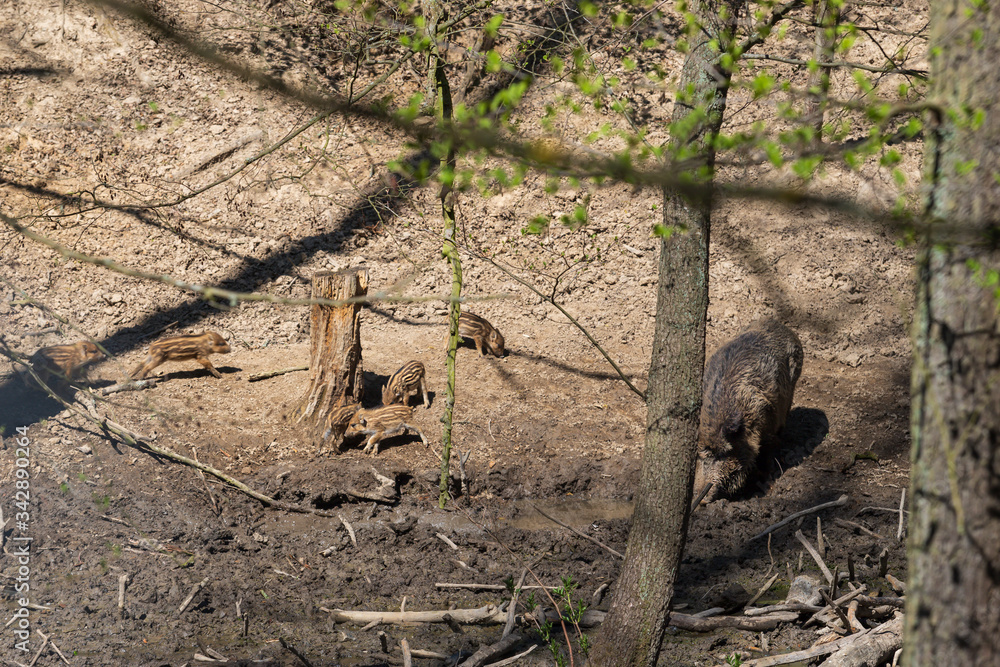 Obraz premium Wild boar - Sus scrofa - young in the forest in its natural habitat. Photos of wild nature.
