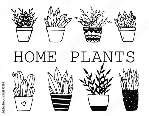 Set of hand drawn doodle home plants. Illustration in doodle style for wedding decoration, card, greeting, print and other floral vintage design.