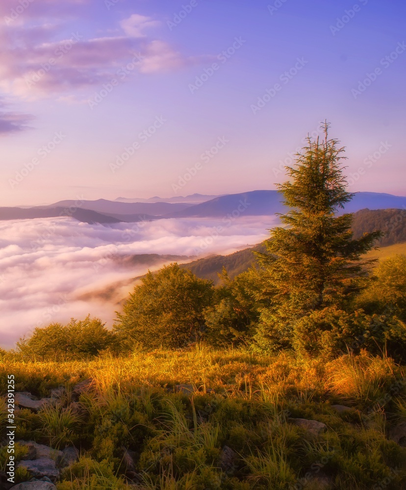foggy summer sunrise image, vertical dawn scenery, awesome morning landscape, beautiful nature background in the mountains, Carpathians, Ukraine, Europe foggy summer sunrise image, vertical dawn scenery, awesome morning landscape, beautiful nature background in the mountains, Carpathians, Ukraine, Europe