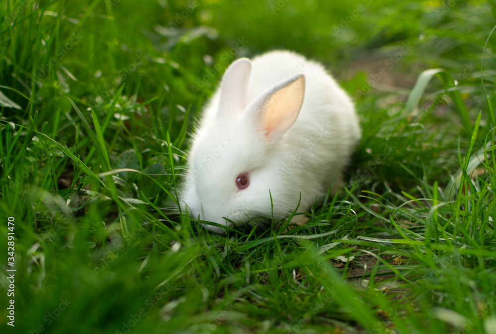 Beautiful white baby rabbit in green grass. Beautiful white baby rabbit in green grass.