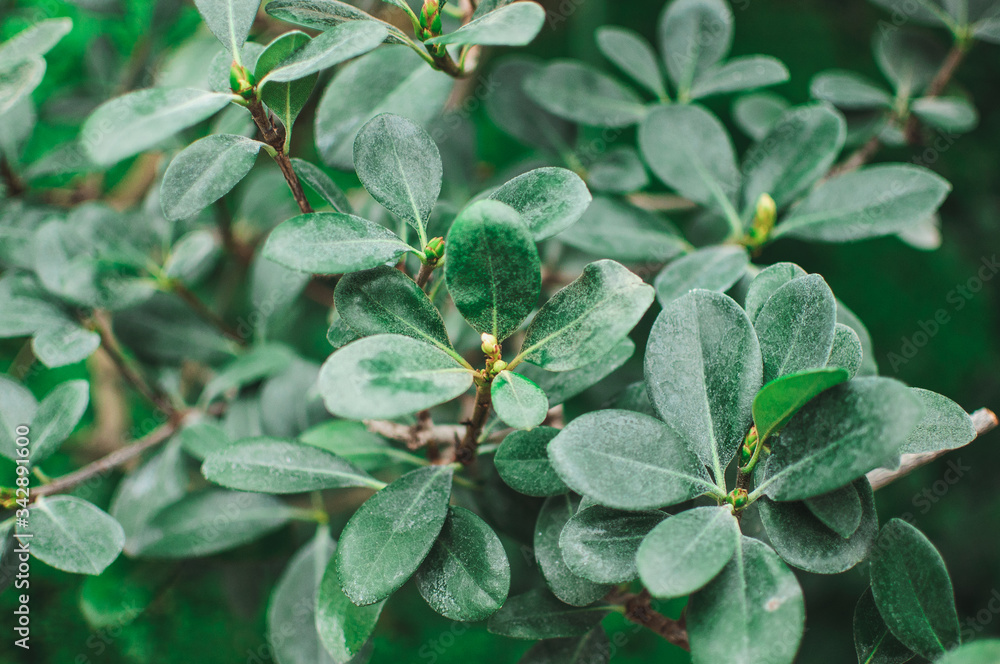 Crassula Ovata Jade succulent, jade plant, friendship tree, happy plant, or money tree. Leaves of an evergreen plant. Natural background from leaves of Crassula Crassula Ovata Jade succulent, jade plant, friendship tree, happy plant, or money tree. Leaves of an evergreen plant. Natural background from leaves of Crassula
