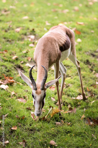 gazelles springboks 