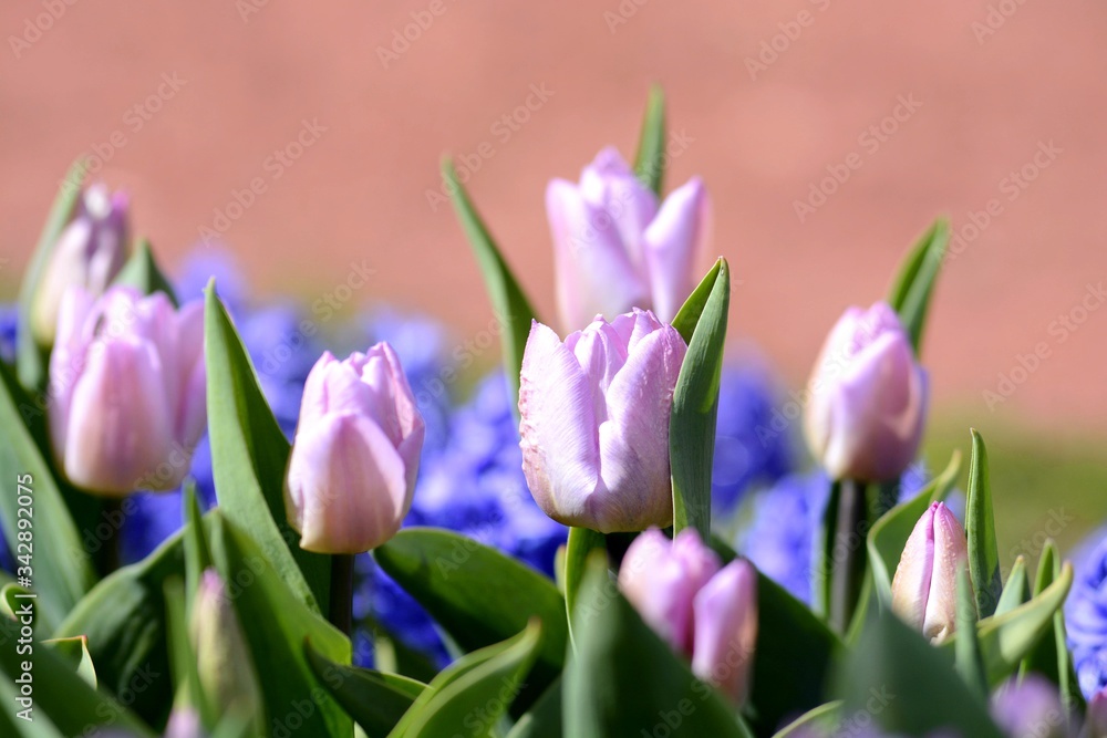Plantation of blooming tulips