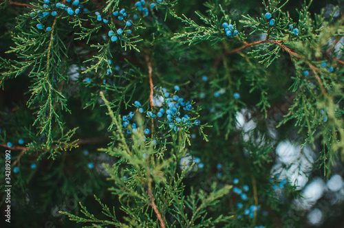 creative layout of branches of blue juniper with berries. Evergreen coniferous ornamental plant for the garden. Design template for Christmas holidays. photo