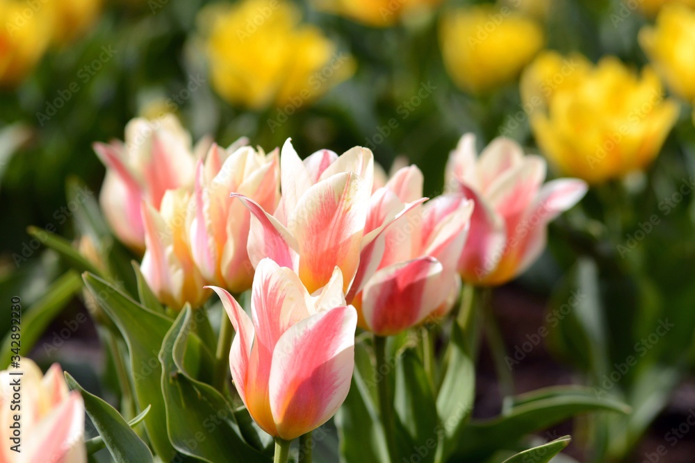 Plantation of blooming tulips