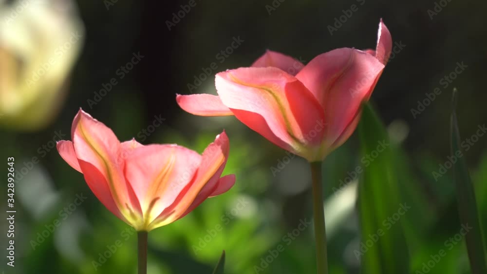 Tulips spring flowers in the garden background Tulips spring flowers in the garden background