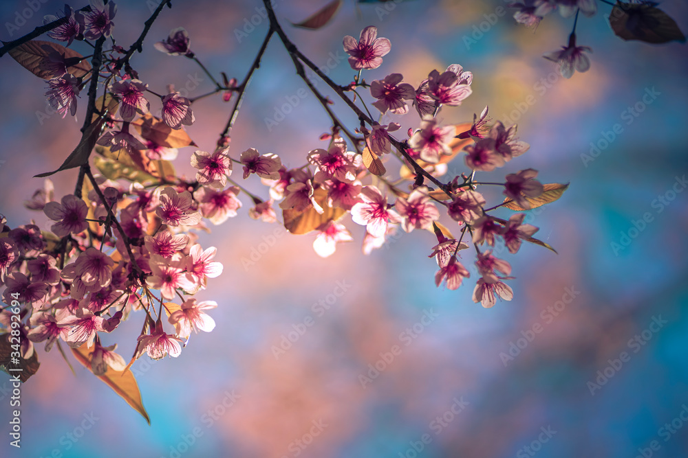 Obraz premium The fully bloomed Cherry Blossom flowers in spring, The wild himalayan cherry trees.