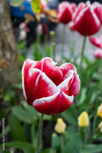 Gouda, South Holland/the Netherlands - April 25 2020: Flower bed with red purple and white tulips and yellow flowers shot with shallow depth of field featuring the tulip in the foreground