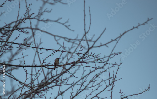 a Sparrow sits on a tree branch  blue sky