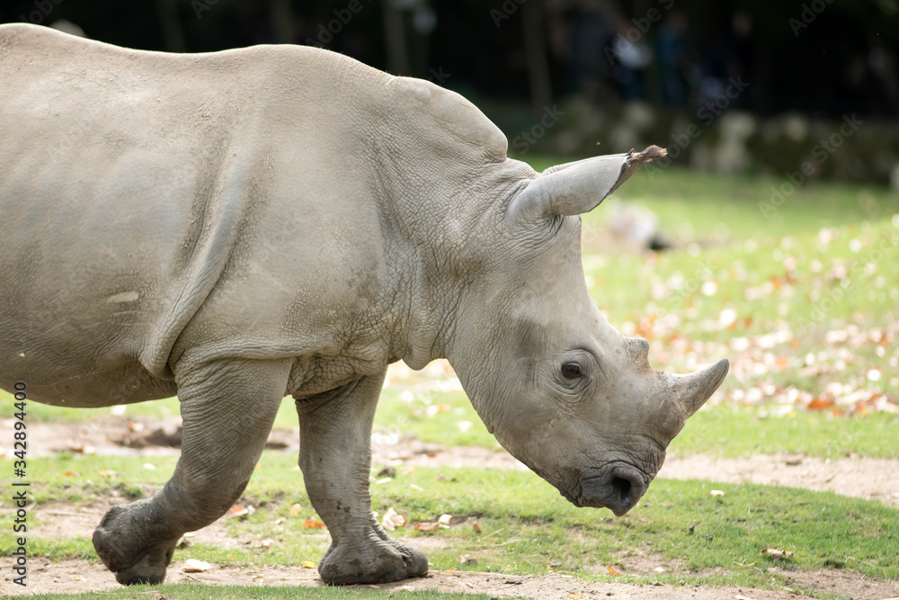 Obraz premium rhinocéros