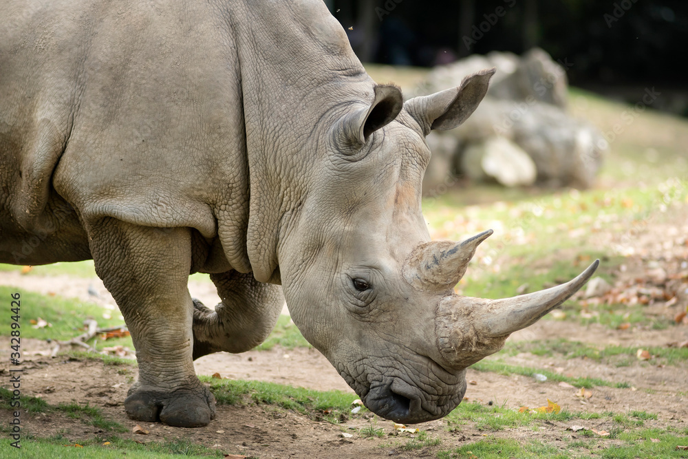 Obraz premium rhinocéros