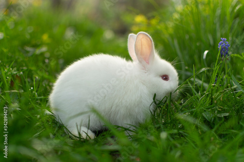 Beautiful white baby rabbit in green grass.