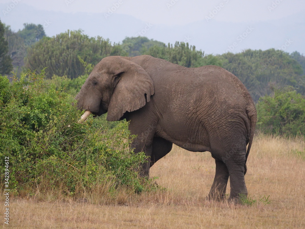 Elefant Safari Afrika Natur Wild