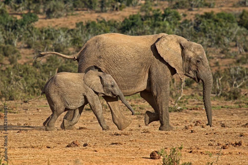 Fototapeta premium Mother and baby elephant running to water