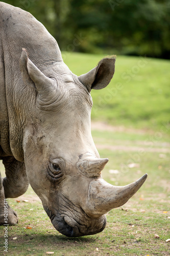 rhinocéros © beatrix kido