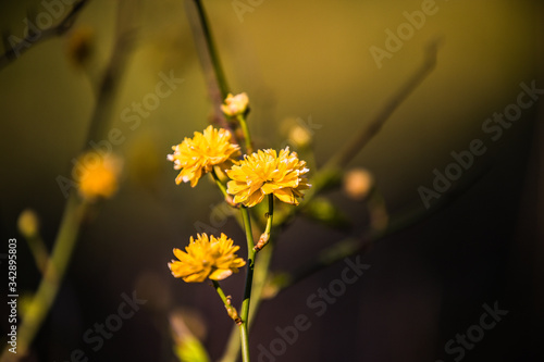 Ranunkelblüte