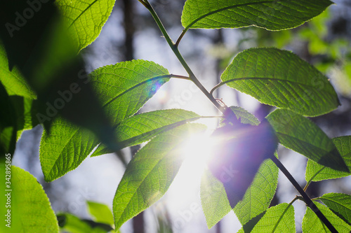 листья на солнце laeves in the sun photo