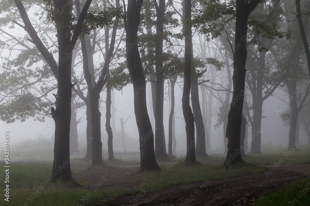 fog in the forest fog in the forest