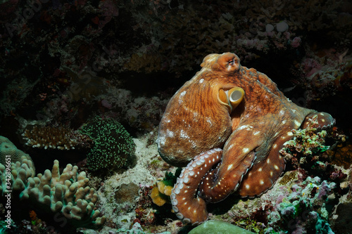 Master of the reef photo