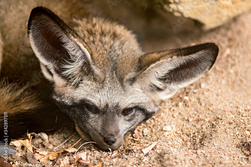 fennec © beatrix kido