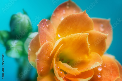 Orange tulip with water droplets