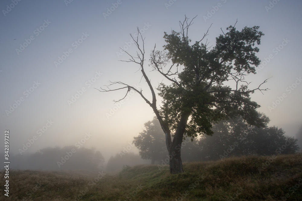 tree in fog